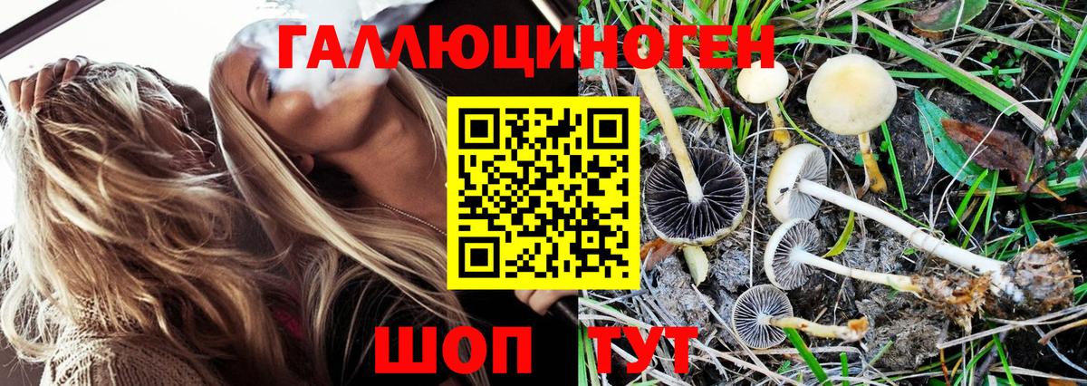 Псилоцибиновые грибы Cubensis Иваново